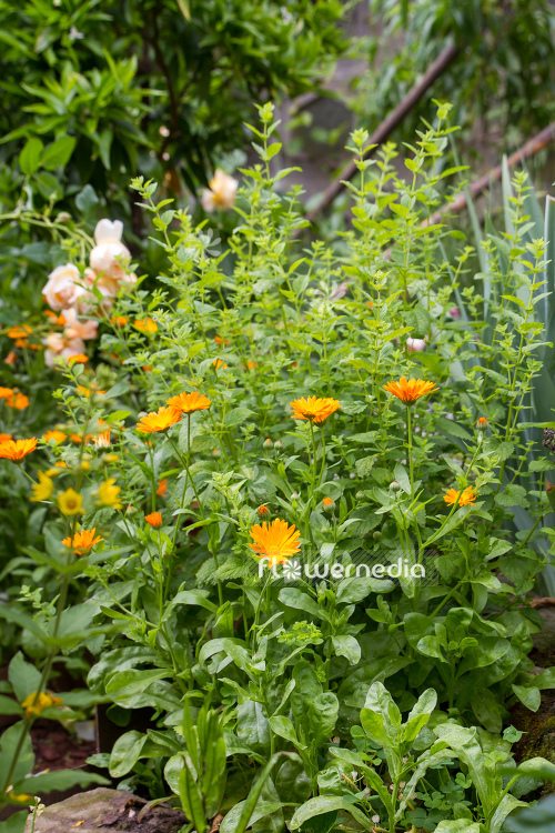 Calendula officinalis - Common marigold (106763)