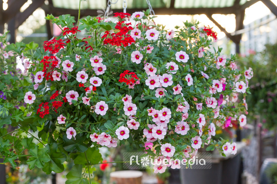 Calibrachoa - Mini petunia (110476)