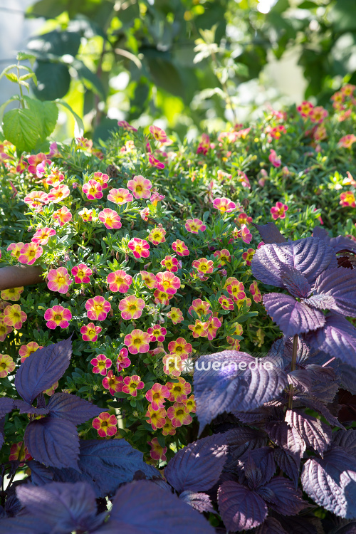 Calibrachoa - Mini petunia (110478)