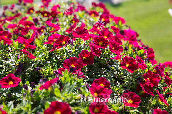 Calibrachoa 'Aloha Nani Dark Red' - Mini petunia (109858)