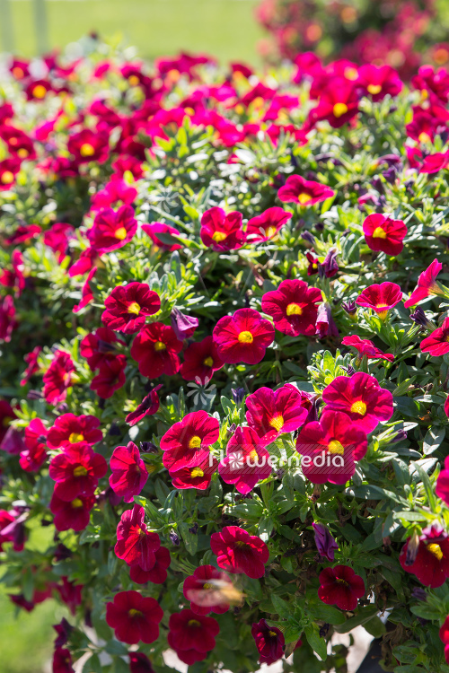 Calibrachoa 'Aloha Nani Dark Red' - Mini petunia (109932)