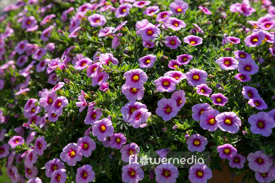 Calibrachoa 'Calibasket Pink Doll' - Mini petunia (109866)