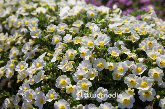 Calibrachoa 'Calibasket Sunny Side' - Mini petunia (109868)