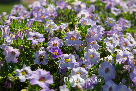 Calibrachoa 'Calita Special Sky Blue' - Mini petunia (109876)