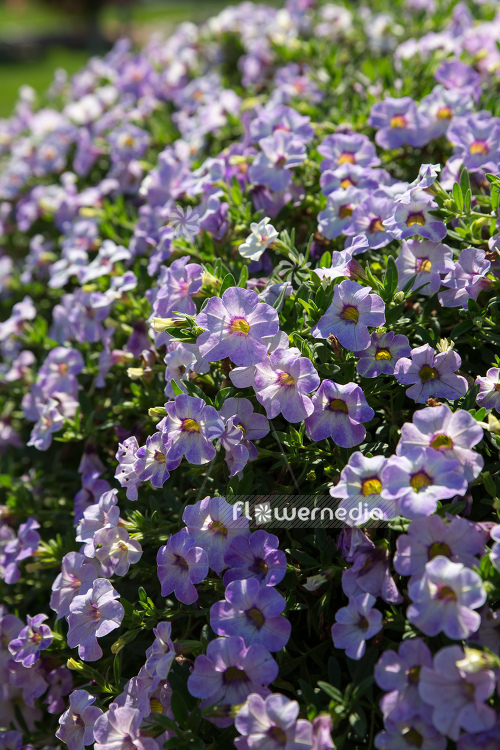 Calibrachoa 'Calita Special Sky Blue' - Mini petunia (109877)