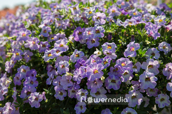 Calibrachoa 'Calita Special Sky Blue' - Mini petunia (109878)