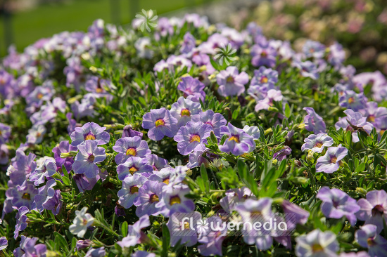 Calibrachoa 'Calita Special Sky Blue' - Mini petunia (109879)