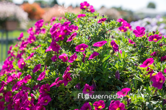 Calibrachoa 'Calitastic Fancy Fuchsia' - Mini petunia (109881)