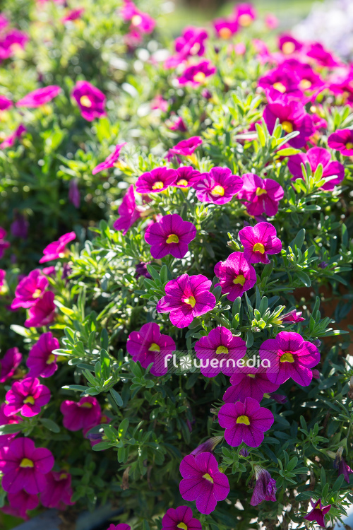 Calibrachoa 'Calitastic Fancy Fuchsia' - Mini petunia (109882)