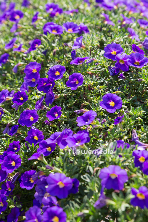 Calibrachoa 'Calitastic Indigo' - Mini petunia (109884)