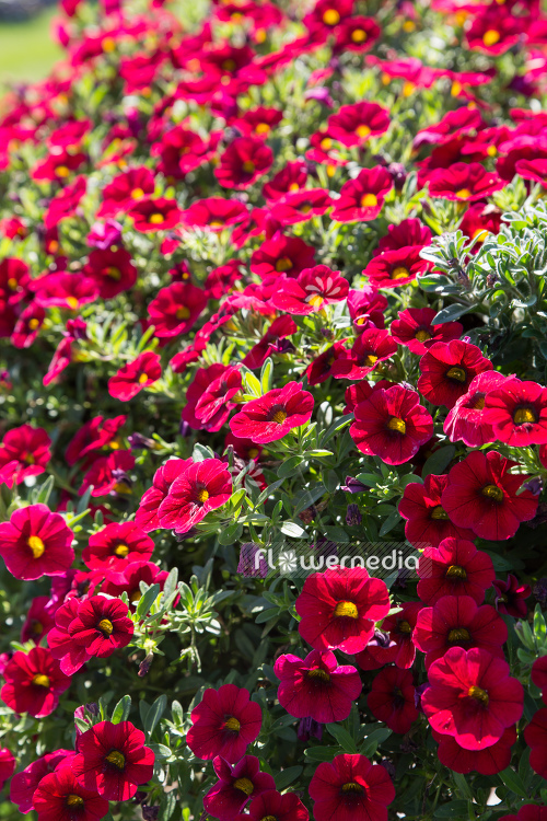 Calibrachoa 'Calitastic Red Lips' - Mini petunia (109891)