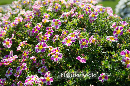 Calibrachoa 'Candy Shop Sweet Tart' - Mini petunia (109892)