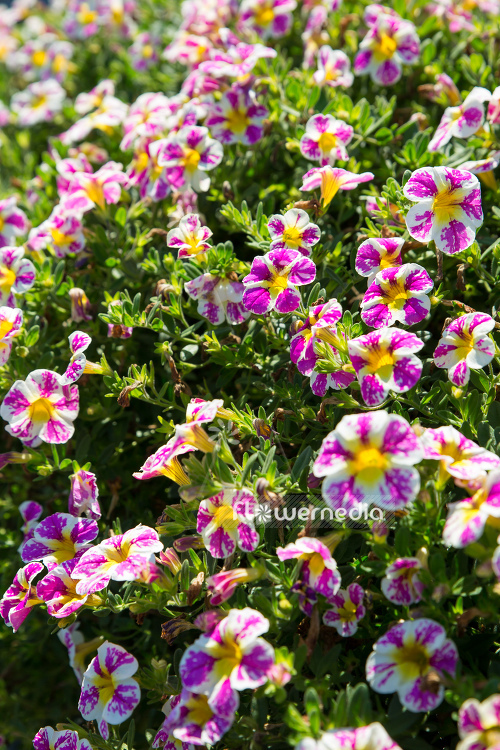 Calibrachoa 'Candy Shop Sweet Tart' - Mini petunia (109894)