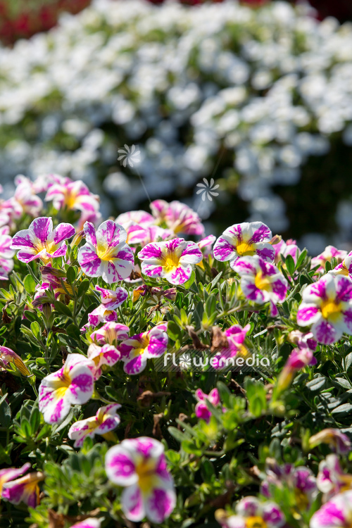 Calibrachoa 'Candy Shop Sweet Tart' - Mini petunia (109895)