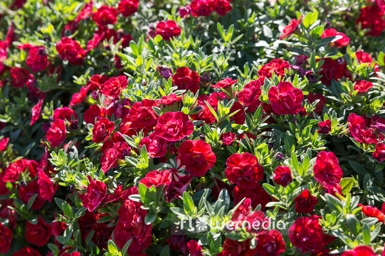 Calibrachoa 'Celebration Double Orange Red' - Mini petunia (109896)