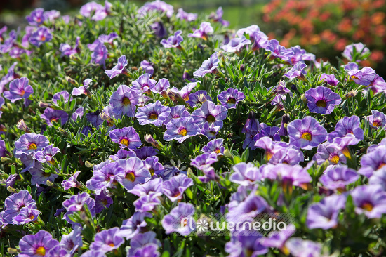 Calibrachoa 'Chameleon Lavender' - Mini petunia (109900)