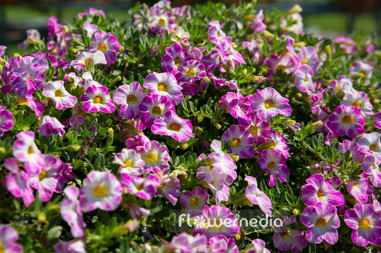 Calibrachoa 'Chameleon Pink Sorbet' - Mini petunia (109902)
