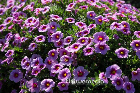 Calibrachoa 'Colibri Pink Lace' - Mini petunia (109903)