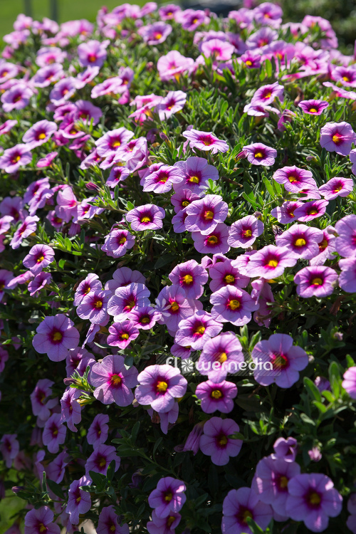 Calibrachoa 'Colibri Pink Lace' - Mini petunia (109904)