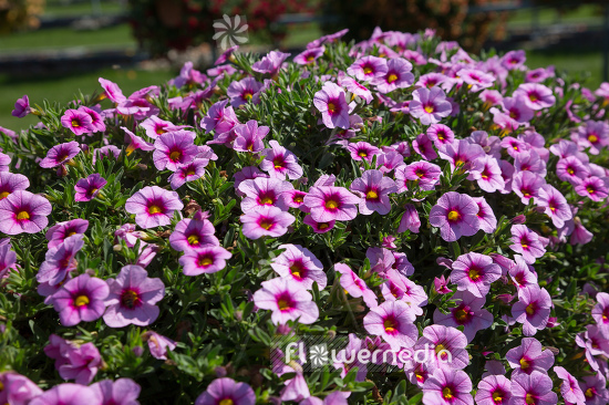 Calibrachoa 'Colibri Pink Lace' - Mini petunia (109905)