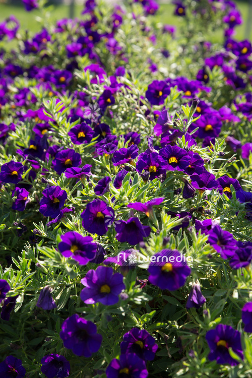 Calibrachoa 'Colibri Purple Lace' - Mini petunia (109907)