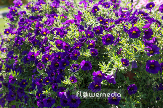 Calibrachoa 'Colibri Purple Lace' - Mini petunia (109908)