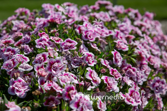 Calibrachoa 'Compact MiniFamous Double-White red eye' - Mini petunia (109909)