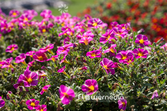 Calibrachoa 'Conga Pink Star' - Mini petunia (109911)