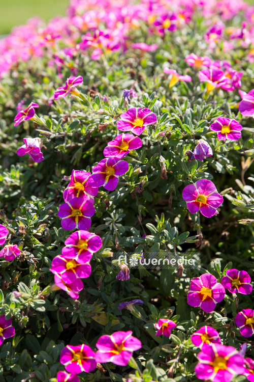 Calibrachoa 'Conga Pink Star' - Mini petunia (109912)