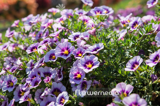 Calibrachoa 'Hula Lavender' - Mini petunia (109915)