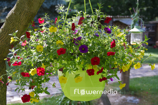 Calibrachoa in hanging basket (110480)