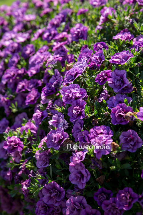 Calibrachoa 'MiniFamous Double Dark-Lavender' - Mini petunia (109917)
