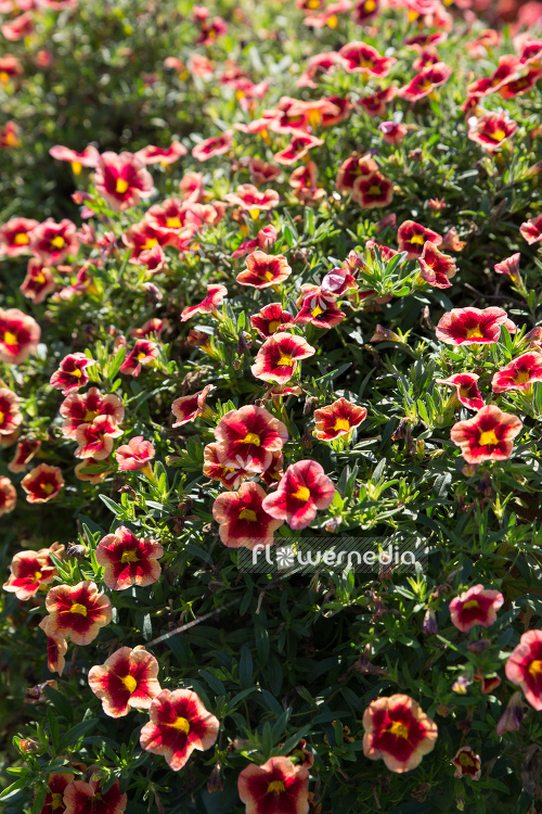 Calibrachoa 'MiniFamous Neo Peach Red Splash' - Mini petunia (109919)