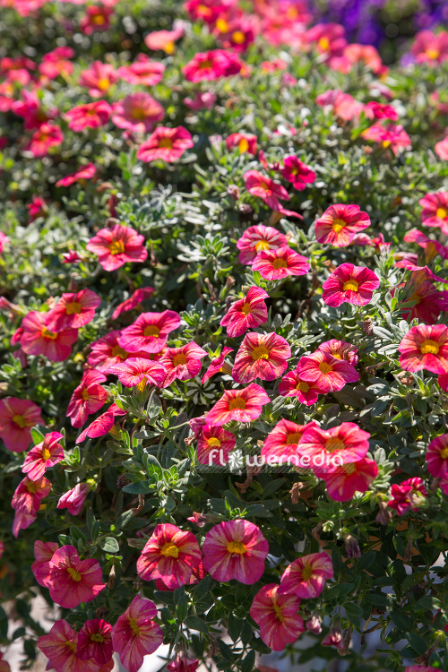 Calibrachoa 'Tropical Sunrise' - Mini petunia (109925)
