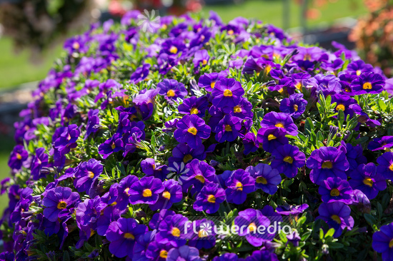 Calibrachoa 'Unique Blue Violet' - Mini petunia (109928)