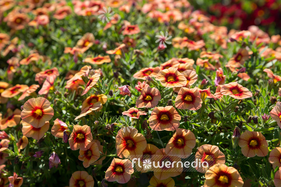 Calibrachoa 'Unique Mango Punch' - Mini petunia (109929)