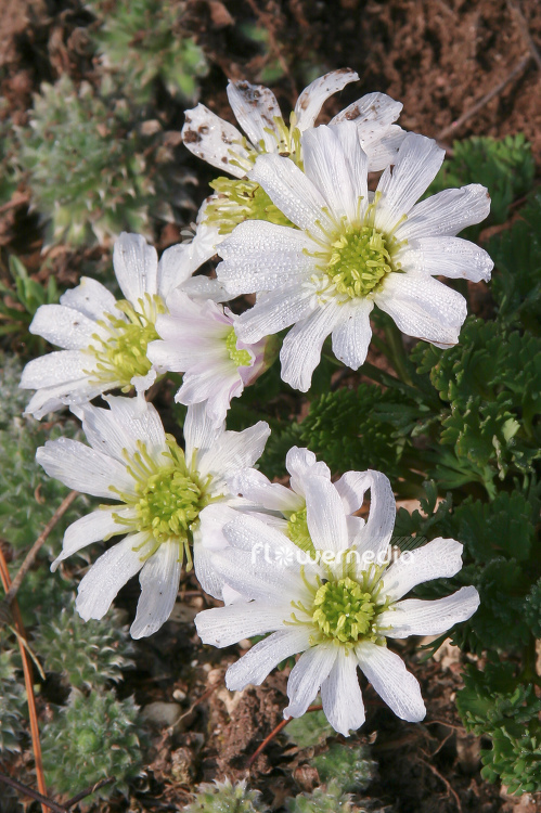 Callianthemum anemonoides (100519)
