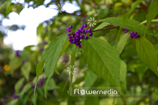 Callicarpa japonica - Japanese beautyberry (102799)