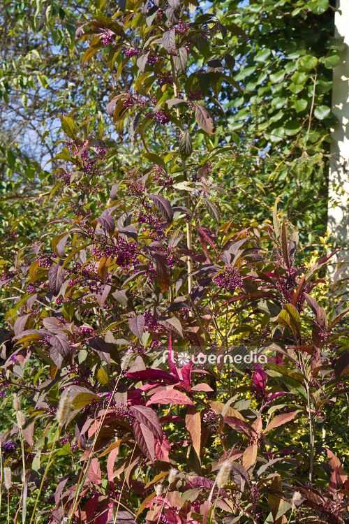 Callicarpa kwangtungensis - Beautyberry (102800)