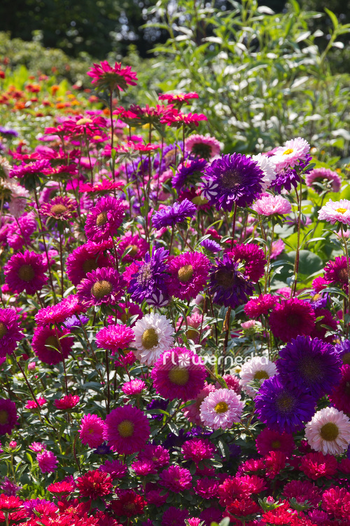 Callistephus chinensis - China aster (102801)