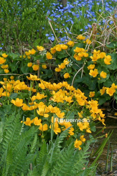 Caltha palustris - Marsh marigold (102803)