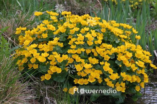 Caltha palustris - Marsh marigold (102805)