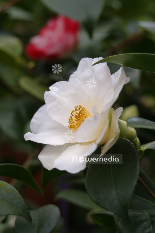 Camellia japonica 'Alba' - East asian camellia (102808)
