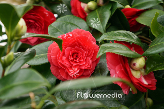 Camellia japonica 'Auguste Delfosse' - East asian camellia (102810)