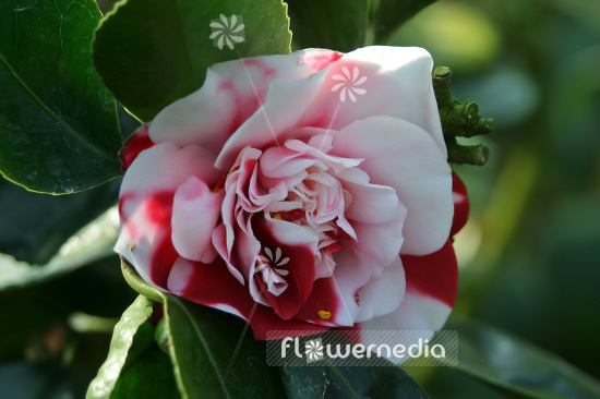 Camellia japonica 'General Coletti' - East asian camellia (102817)