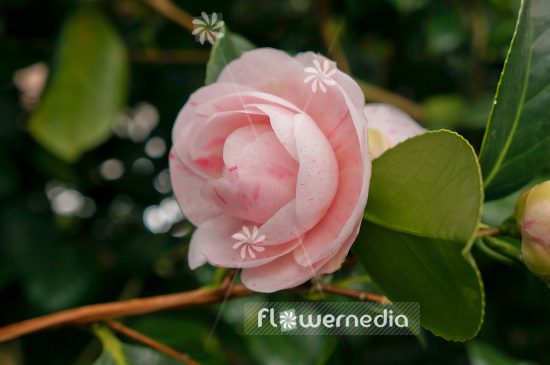 Camellia japonica 'Madoni' - Camellia (102822)