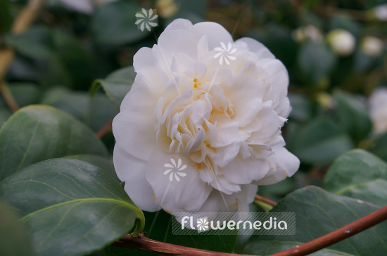Camellia japonica 'Nobilissima' - Camellia (102825)