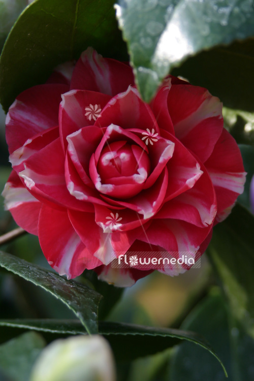 Camellia japonica 'Orando Ko' - East asian camellia (102826)