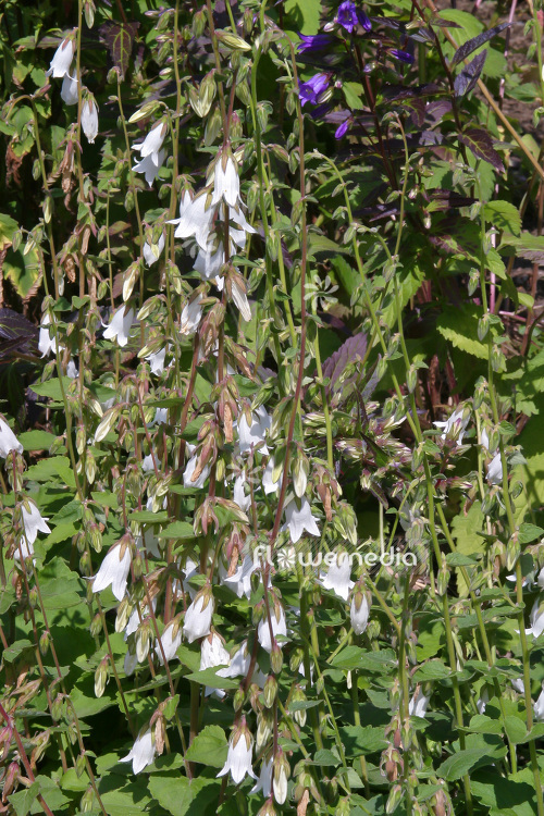 Campanula alliariifolia - Cornish bellflower (102830)