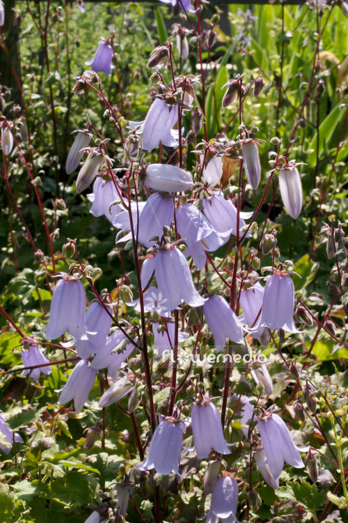 Campanula armena - Harebell (102831)